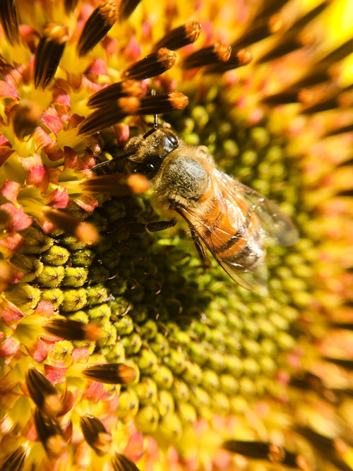Bees, butterflies, and other beneficial insect pollinators play an important role in the natural ecosystem.