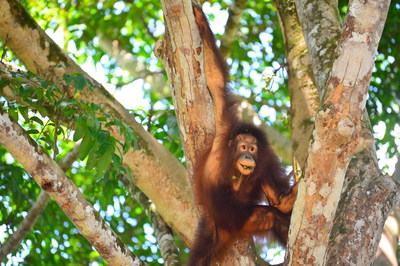 Mungil experiences her first taste of freedom in the wild after being released onto Dalwood-Wylie Island in the Busang Ecosystem.