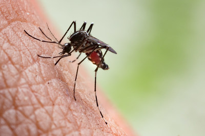 More than 200 types of mosquitoes live in the continental U.S. and its territories.