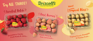 Driscoll's newest high-flavor innovation, Tropical Bliss™, joins Rosé Berries™ and Sweetest Batch™ in the grocery aisle