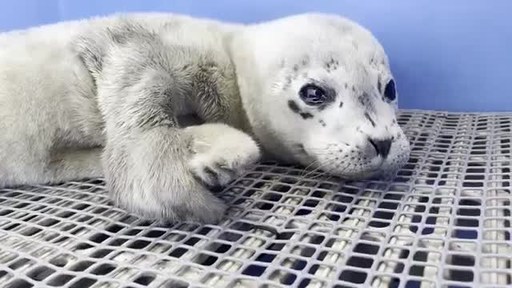 overdrive lade som om Squeak Vancouver Aquarium Marine Mammal Rescue Centre Admits First Seal Pup  patient of Season