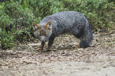 Endemic to Chile and facing many threats, Darwins fox numbers have dwindled to fewer than 1,000