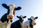 Dairy cows complicate telehealth schedules, but online palliative program proves "udder" success