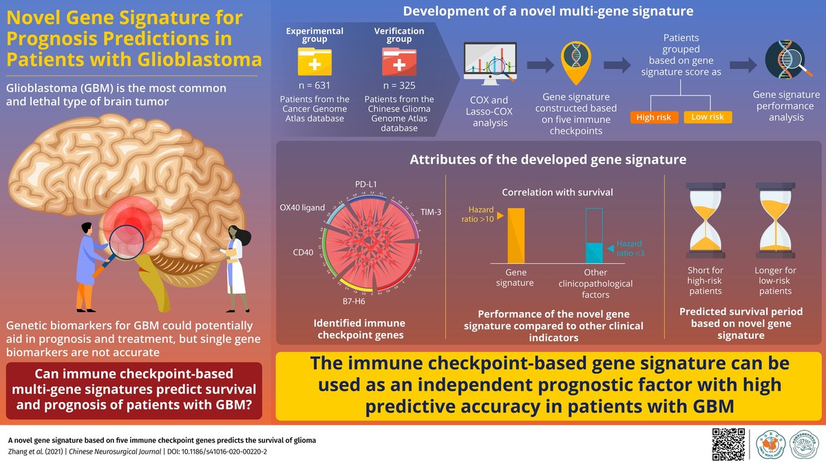 New Chinese Neurosurgical Journal Study Reveals Novel Gene Signature for Accurate Prediction of Glioblastoma Prognosis - Vimarsana News