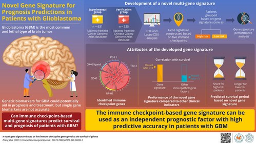 The novel gene signature is based off five immune checkpoints and has the ability to predict the prognosis of glioblastoma with high accuracy