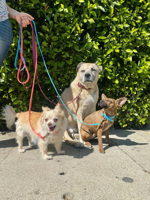 Three dogs sitting politely for a photo attached to different colored vegan leather Giving Paws leashes