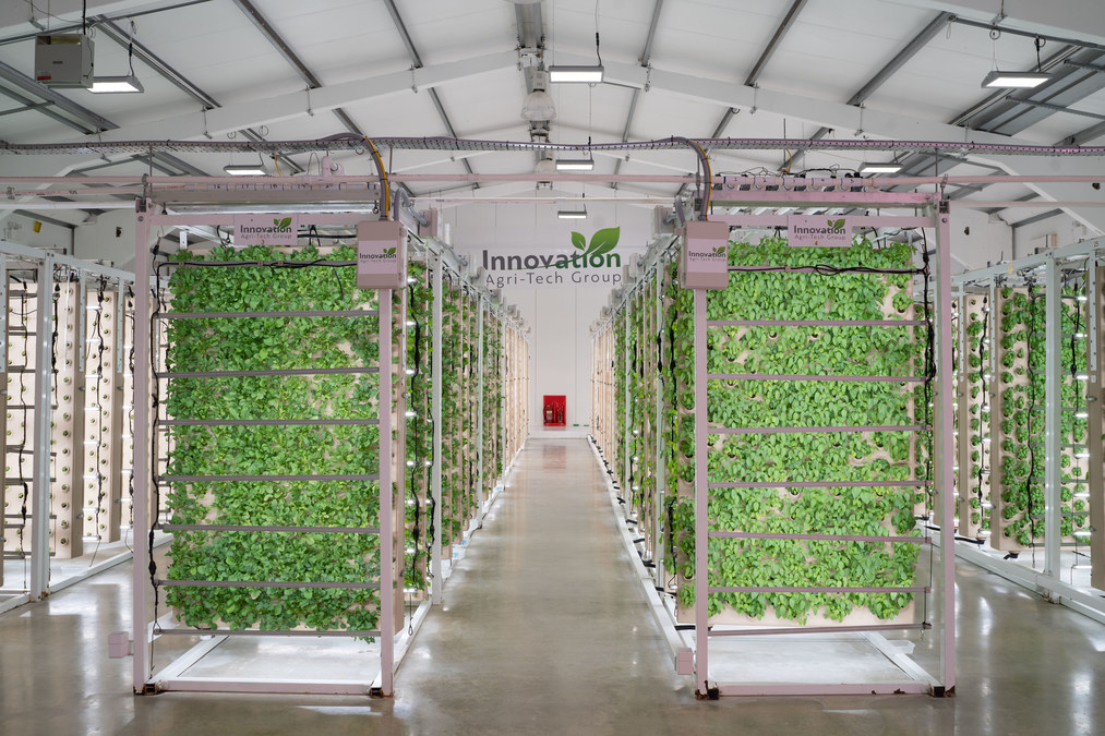 Innovation Agri-Tech Group Appoints Professor Tracy Lawson and Dr Chris Foulds to Create Advisory Board - Vimarsana News