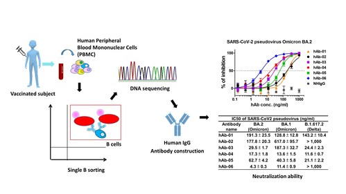 AcadeMab Biomedical Inc., a Taiwan-based biotech, has developed several potent and broad-spectrum COVID-19 therapeutic antibodies for Omicron and Delta variants by single B cell technology from the vaccinated subject at a fast pace.