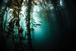 Groundbreaking Genetics Study Proves California White Seabass Hatchery a Success!