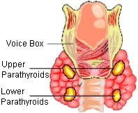 World Hypoparathyroidism Day - New Study Shows Surgeon Inexperience as #1 Cause of this Lifelong Condition