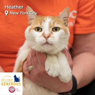 Heather is the ultimate golden girl, looking for a home where she can become the queen of the castle. This senior lady is sweet and petite and enjoys gentle scratches and spending time with her favorite people. She's been looking for the right match for a while now, could you be the one for Heather?