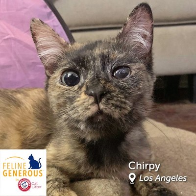 Chirpy gets her name from the adorable chirping sound she makes when she is excited or surprised. Even though Chirpy is not a cuddler, she's extremely sweet-natured, gentle, and will follow you wherever you go! Chirpy's vision is slightly impaired in one eye, but she is a healthy and active gal now. She can be timid in new settings and when meeting new people, so she would do best in a home with a patient adopter willing to allow her time to flourish into the amazing cat that she is.