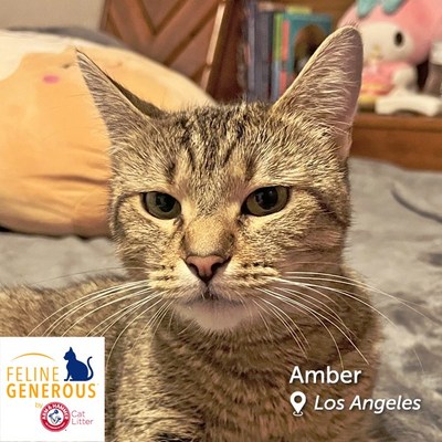 Amber is a laid-back, chatty gal who enjoys spending her time napping and playing catch with her toy mouse. You can often find her following her people around the house while rubbing up against anything and everything. Amber is looking for a home with a loving adopter and lots of scratch pads. She should be the only pet in her new home.