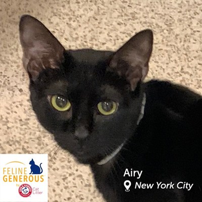 Airy is a shy guy who, with time and yummy treats, learns that most people are pretty okay! Chaos and ruckus are definitely not Airy's thing, so he much prefers lounging around in mellow environments over attending parties. But party snacks are still appreciated! Airy loves to eat, especially sardines, and he's a fan of short, gentle petting, too. He'd make a great fit for a family who lives in a quiet home and wants a cat that appreciates a mature atmosphere!