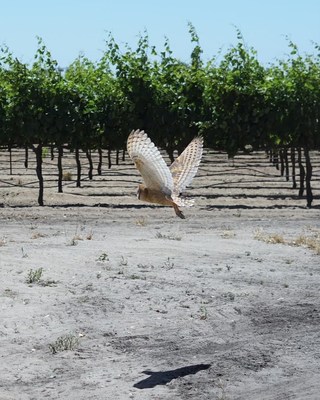One of seven rehabilitated barn owls is released in a Michael David Winery vineyard. Photo by Ruth McDunn.