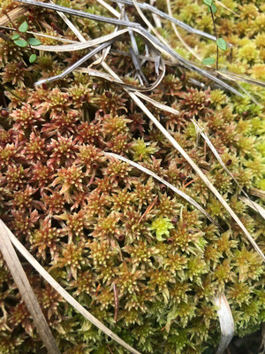 Close up of sphagnum peat moss (Photo credit: DUC) (CNW Group/DUCKS UNLIMITED CANADA)