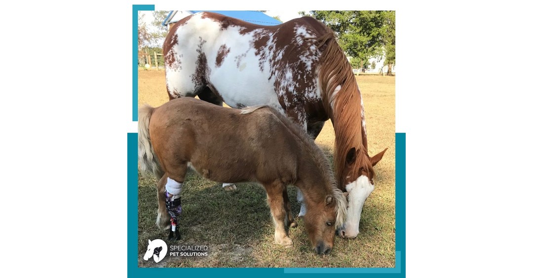 The Story Behind Specialized Pet Solutions