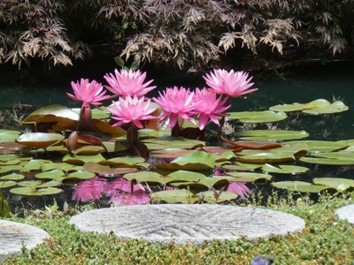 Where does this cluster of pink waterlilies stop and where do the reflections begin? The water lily ponds are like trompe-l'il paintings