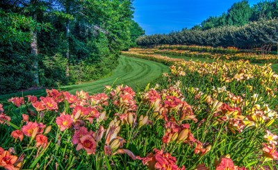 In June thousands of daylilies begin to bloom, showing off flowers in pastel shades as well as red, orange, yellow, purple, white, apricot and pink flowers.