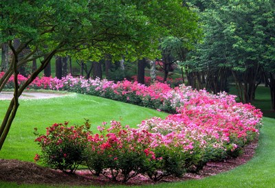 Sprawling S-shaped curves of Knockout roses fill the Valley Gardens with splashes of vivid color against a backdrop of bright green grass.