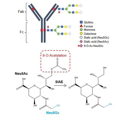 This schematic illustrates fetal acquisition of maternal antibodies. New research shows antibodies undergo protective conversion during pregnancy through deacetylation of sialic acid, which unmasks natural ligands for immune regulatory receptors, expanding the ways which antibodies protect against infection. These results will help scientists produce more powerful antibodies to treat a variety of conditions, according to a study from experts at Cincinnati Children’s published June 8, 2022.