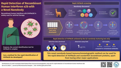 Development of novel-nanobody-based lateral-flow Immunochromatographic strip test for rapid detection of recombinant human interferon α2b.