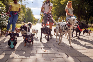 Keep Pets Safe All Summer Long