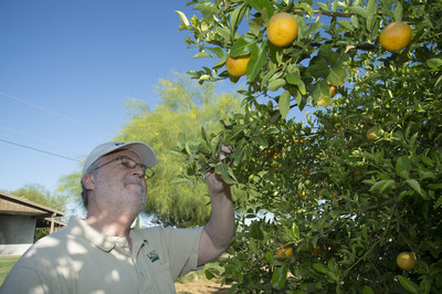 Un empleado del USDA inspecciona un árbol de cítricos en busca de signos de plagas o enfermedades.
