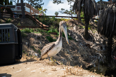 SeaWorld San Diego responds to California brown pelican crisis as mysterious illness causes hundreds of juvenile birds to strand, requiring rescue and critical care.