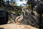 SeaWorld San Diego Responds to California Brown Pelican Crisis as ...