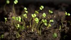 What shedding light on plant growth could mean for cancer...
