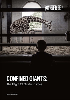 A new report from Born Free USA, a leading animal welfare organization, reveals the tremendous suffering of giraffe held in captivity in zoos.