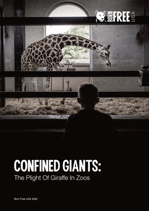 New Born Free USA Report Reveals the Suffering of Giraffe in Zoos