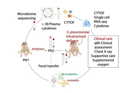 This illustration depicts the key findings and experimental process followed by experts at Cincinnati Children's in a study that shows how antibiotic use can disrupt a newborn's immune system and how fecal transplants can reverse the damage.