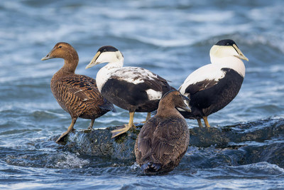 Sea ducks that frequent North America include eiders, scoters, mergansers, goldeneyes as well as buffleheads, long-tailed ducks and harlequin ducks. (CNW Group/DUCKS UNLIMITED CANADA)