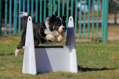 Dog participating in Flyball