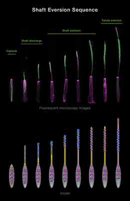 Fluorescent microscopy (top) and model (bottom) show the mechanism for the sea anemone’s stinging organelle in three distinct phases. Image courtesy of the Gibson Lab, Stowers Institute for Medical Research.