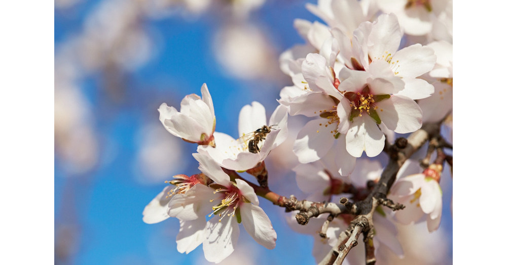 California Pollinator Coalition reports increasing cooperation among ag, conservation groups