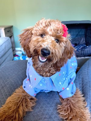 New Truckstop.com Survey Reveals Benefits of Taking Pets to Work