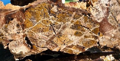 Figure 4 - Stockwork veined clast within hydrothermal breccia, eastern anomaly, IP Line 11. (CNW Group/Essex Minerals Inc)