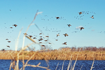 The Wings Over Water film captures the importance of prairie pothole wetlands, which are the birthplace for more than 60 per cent of North America's ducks. Hundreds of species of shore birds and songbirds also rely on the Prairie Pothole Region for survival. (CNW Group/DUCKS UNLIMITED CANADA)