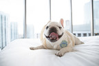 Wag! Survey Reveals 94% of Travelers Would Trade In Favorite Hotel Amenities for Pet-Friendly Accommodations