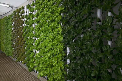 The vertical growing system inside Natural Grocers' GardenBox--mere steps away from the store's produce section.