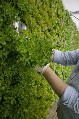 Natural Grocers' GardenBox Manager, Michael Boardman harvests organic lettuce behind its Green Mountain store in Lakewood, Colorado.