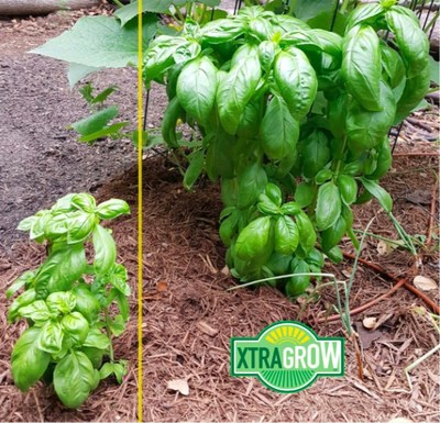 Basil with and without XtraGrow