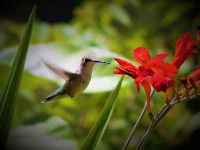 Don't forget, hummingbirds have memories like elephants; once they discover your hummer-friendly habitat, they'll come back every year if there's a reliable food source. Photo courtesy of coleswildbird.com
