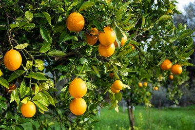 Plant health is the cornerstone of a thriving citrus grove that continues to produce high-quality fruit from high-yielding trees year after year.