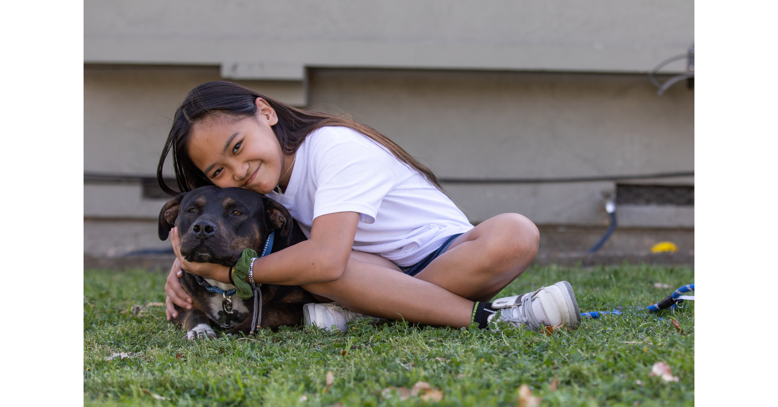 this-july-4th-petco-love-lost-aims-to-keep-pets-where-they-belong