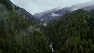 Ariel view of a deep green forest (CNW Group/Genome British Columbia)