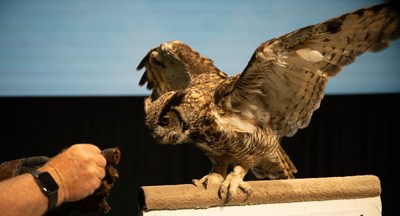 Incredible live raptors from the Canadian Raptor Conservancy will swoop and soar at the Ontario Science Centre’s Birds of Prey shows on July 1-3 and July 9-10. (CNW Group/Ontario Science Centre)